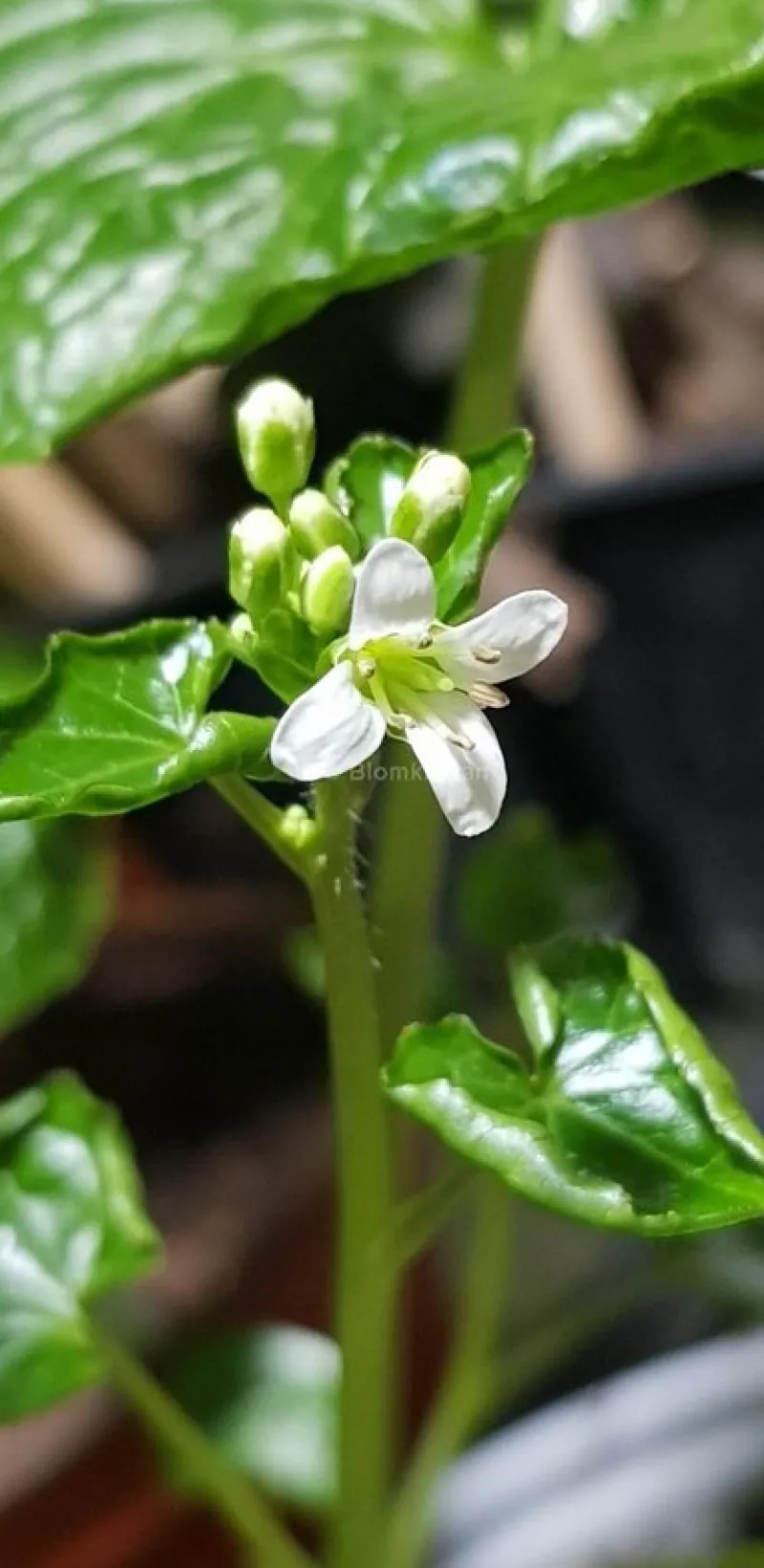 Tradera Övrigt Till Trädgård<Wasabi - Eutrema japonicum Rotad planta liknande dem på bild 2