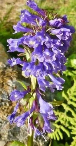 Tradera Växter & Frön<Wulfenia carinthiaca - Wulfenia