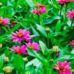 Tradera Växter & Frön<Zinnia- LILAC ROSE. 20 frön